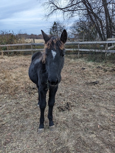 horse boarding Knoxville, TN